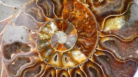 Nautilus shell section, Ammonite fossil shell rotation backdrop. Ancient macro abstract texture Background. Polished ammonite fossil shell with mineral crystals. Close-up 4K UHD video.