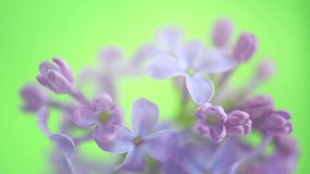 Lilac flowers bunch over green background. Beautiful opening violet Lilac flower Easter design closeup. Beauty fragrant tiny blue flowers open closeup. Nature blooming flowers backdrop. Time lapse 4K