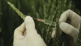 Extreme closeup of syringe needle in wheat grain, field in background - Powered by Shutterstock - Get 15% off with code: PIKWIZARD15