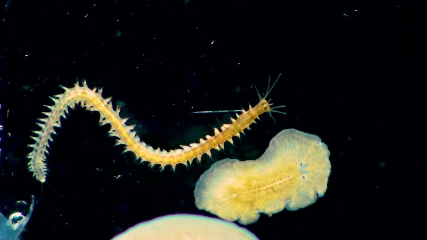 Marine Polychaete Worm Nereis And Stock Footage Video 100 Royalty Free Shutterstock