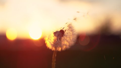 MACRO, LENS FLARE, DOF, COPY SPACE: Fluffy dandelion bulb gets swept away by morning wind blowing across sunlit countryside. Evening breeze blows soft white seeds off a dandelion blossom at sunset.