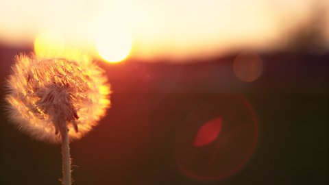 MACRO, DOF, LENS FLARE, COPY SPACE: Golden sunset shines on dandelion getting its seeds swept off by the warm summer breeze. Cinematic shot of wind blowing away a fluffy dandelion blossom at sunrise.