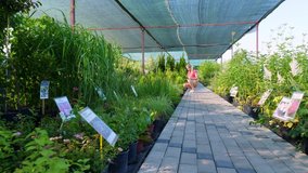 Female gardener checks quality of plants, takes notes with pen in notebook,in garden center or greenhouse. growing and caring for plants. floristry, gardening , horticulture, flower business. - Powered by Shutterstock - Get 15% off with code: PIKWIZARD15