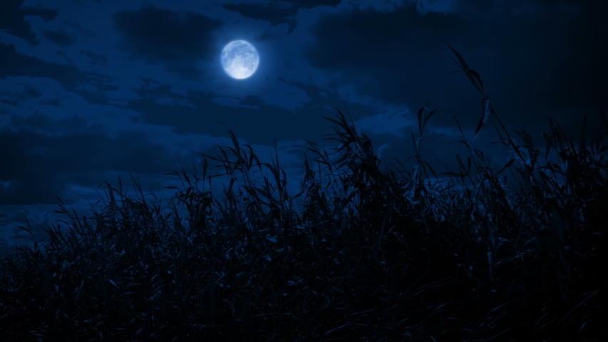 field wild grass night moon above Stock Footage Video (100% Royalty ...