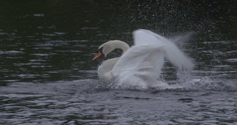 White swan beats wings and splashes water while bathing and preening feathers slow motion