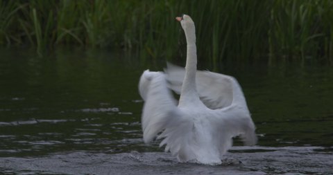 White swan splashes water with wings while bathing preening feathers slow motion