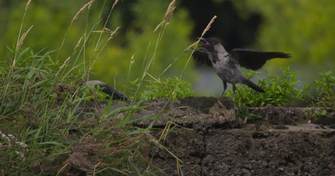 Two Hooded crows beating wings and calling out on stone wall 