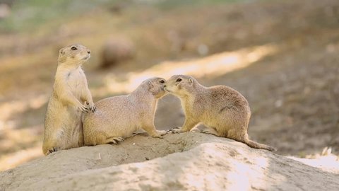 Prairie Dogs. Two Prairie Dogs cuddling and kissing each other. Prairie Dogs in Love. Close up