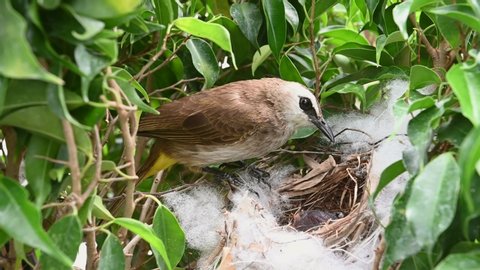 3 day old of baby birds in a nest of yellow-vented bulbul (Pycnonotus goiavier), or eastern yellow-vented bulbul, is a member of the bulbul family of passerine birds in nature at Thailand