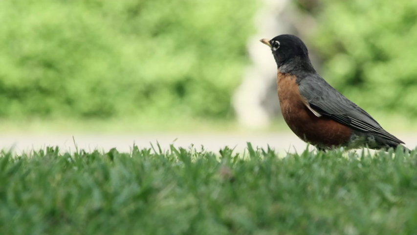 Single robin bird with reddish-orange breast standing in green grass staring and alert, static close up