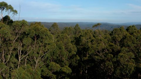 Australian Bushland. Gum trees bushfire prone area