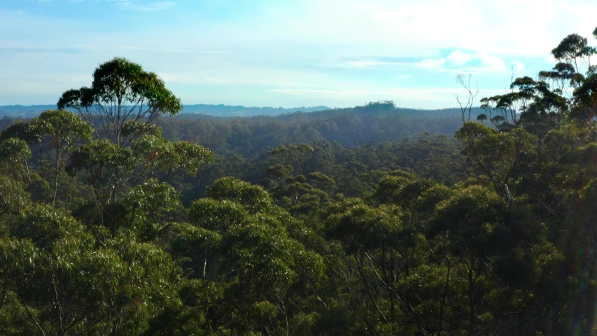 Australian Bushland. Gum trees bushfire prone area Royalty-Free Stock Footage #1055911373