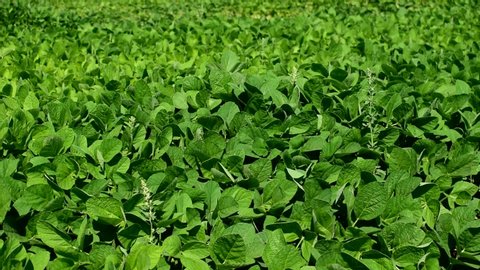 Field of green soybeans. The leaves sway in the wind. slow motion