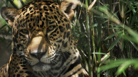 JACKSONVILLE, FL, USA- OCT, 23, 2017: 4K 60p close up panning front view of a jaguar resting among bamboo
