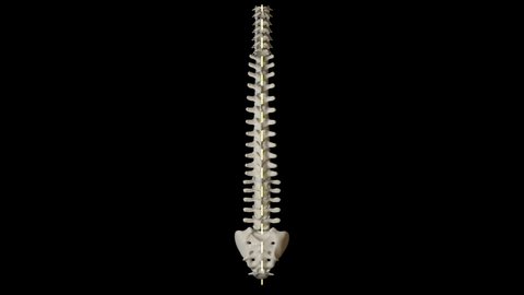 This video shows the the different types of scoliosis curves labeled on black background