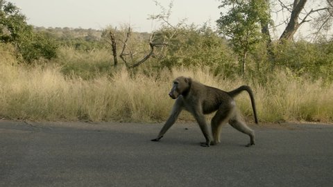 Baboon Monkey Walking on Asphalt Road in Kruger National Park, South Africa, Full Frame Slow Motion of Free Animal