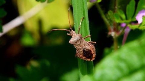 Dock Bug on a leaf. His Latin name is Coreus marginatus.