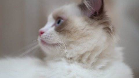 White Ragdoll cat sleeps and rests on a wooden floor. Blurred background, slow motion, light colors.