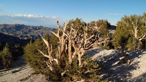 Cinematic aerial shot of magnificent trees at Ancient Bristlecone Pine Forest in White Mountain, California