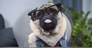 Pug dog freelancer waving by paw, like hand. Welcomes the employer. Funny pet video call concept. Making online video call, online conference to webcam. Greeting online with work, business partner