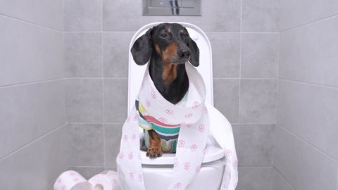 Funny smart dachshund dog in colorful t-shirt sitting on toilet wrapped in paper. Daily hygiene procedures, digestive problems and stomach pain.