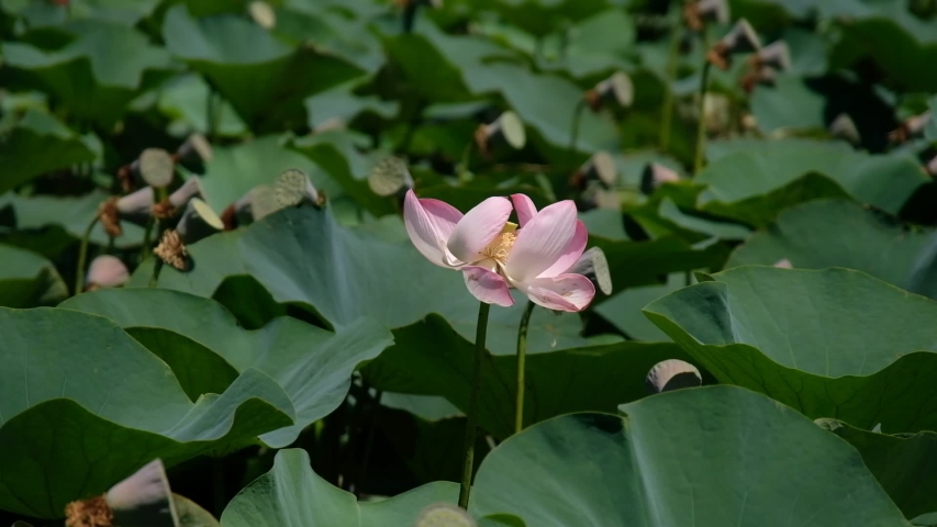 lotuses grow wild pond Stock Footage Video (100% Royalty-free ...