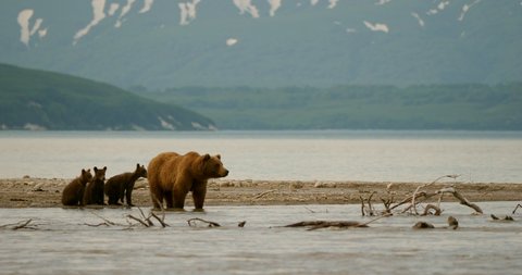Family of brown bears hunting salmon on the Kuril Lake in Kamchatka in Russia. Kamchatka Peninsula.