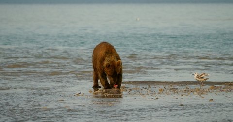 Brown bears hunting salmon on the Kuril Lake in Kamchatka in Russia. Kamchatka Peninsula.