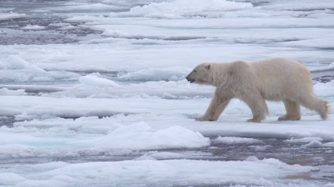 A polar bear walks in ice and water landscape