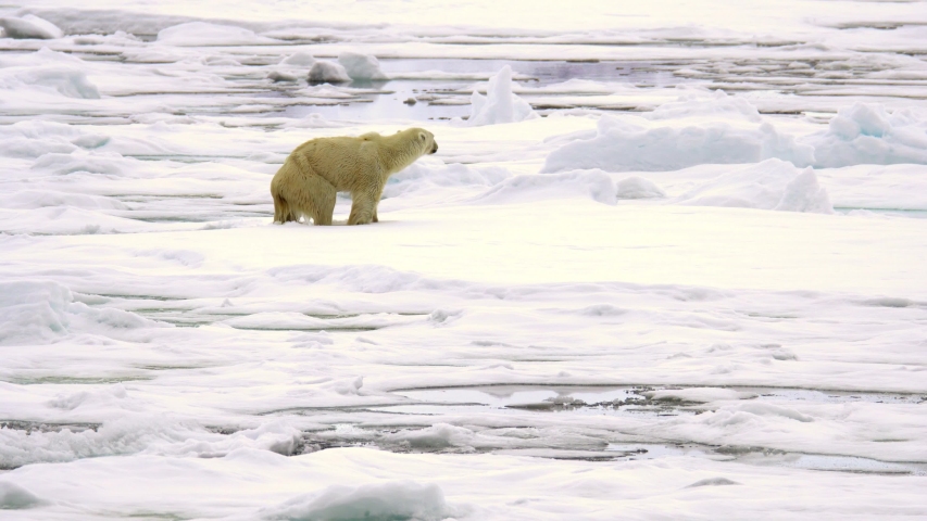 A thin starved polar bear (Ursus maritimus) hardly climbing out of the water to an ice surface Royalty-Free Stock Footage #1055930264