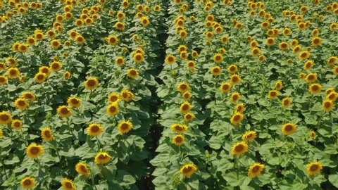 Aerial view of large endless blooming sunflower field in summer from drone pov, high angle view of yellow flower heads in blossom - Βίντεο στοκ