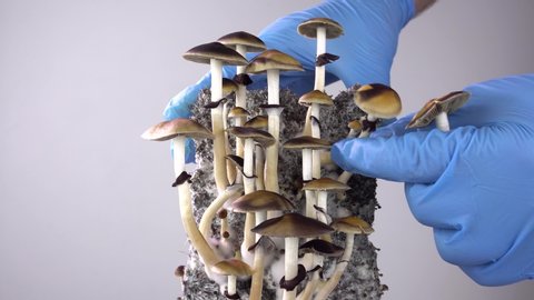 Psilocybe cubensis is a hallucinogenic mushroom. Harvest of mushrooms. The sacred mushroom of the Mazatec tribe. The magic cult.