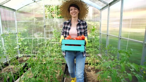 Concept of hobbies and country life. Beautiful woman holding box of fresh tomatoes Stockvideo