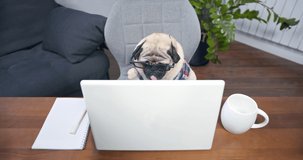 Cute pug dog freelancer waving hand greeting colleagues, coworkers during online video conference sitting at home with laptop. Funny pet concept of remote job, technology, freelance work, chatting. 