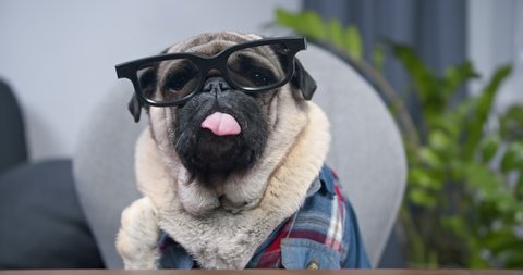 Portrait of cute pug dog businessman in eyeglasses waving hand greeting colleagues during online video conference sitting at home. Funny pet concept of remote job, technology, freelance work, chatting