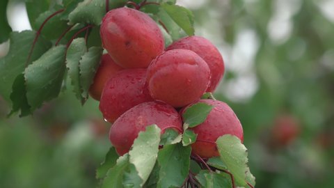 A bunch of colorful apricot wet from a rain fall, fruit production