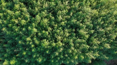 Green field of hemp aerial drone marijuana cannabis down bird eye view rises up camera movement