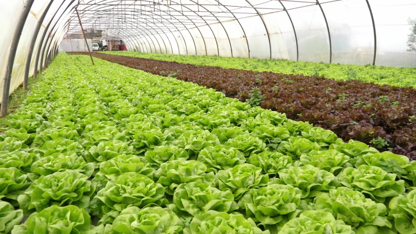 Organic and sustainable red and green lettuce plantation, inside a pesticide free greenhouse. Royalty-Free Stock Footage #1055940155