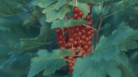 
red blackcurrant bush close up view 