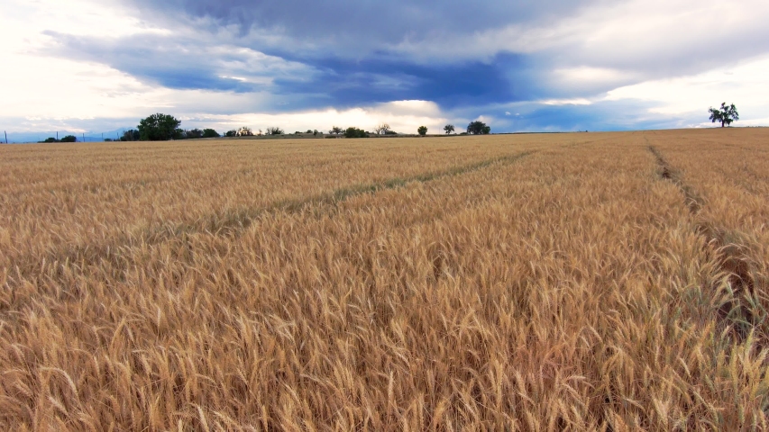 A very beautiful low level flight above winter wheat with a black bird flying through the scene and epic skies above. America's bread basket.