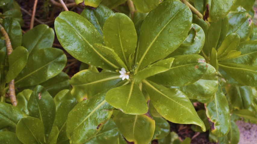 Close up of green leafs with small white flower in the middle, garden in Fiji