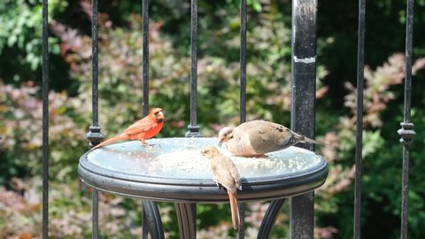 Male and female cardinal and a mourning dove sharing birdseed on table on a backyard deck