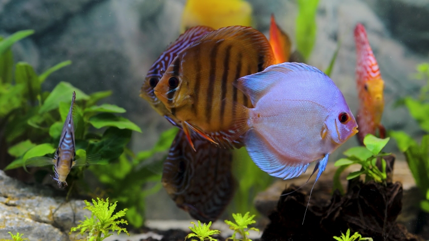 Close up view of gorgeous colorful aquarium fishes discus. Beautiful nature background. | Shutterstock HD Video #1055949629
