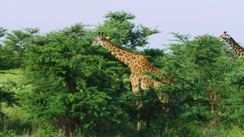 Giraffes feeding on tallest branches of tree in wild as seen on safari in slow motion