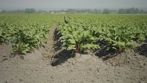 Growing sugar beet growing in the spring. The cultivation of sugar beet. Field of ripening sugar beet.