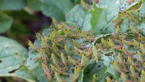 Close up detail of newly hatched grasshopper nymphs in a summer garden