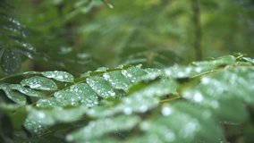 Raindrops on green leaves in a forest at a rainy day - 4k slow motion
