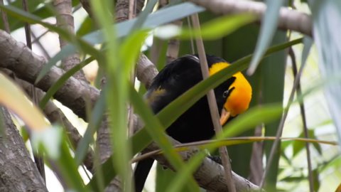 SYDNEY, AUSTRALIA - JAN, 21, 2014: a regent bowerbird perches on a rainforest tree