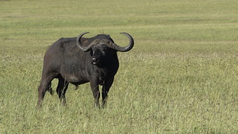 Huge Cape buffalo bull shows aggressive behavior in the grassland of the Maasai Mara in Kenya.
