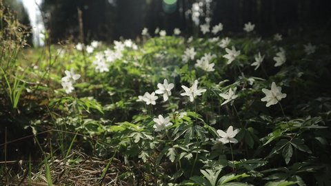 Video Slow Motion 120 frames, the first spring white Anemone flowers in the forest